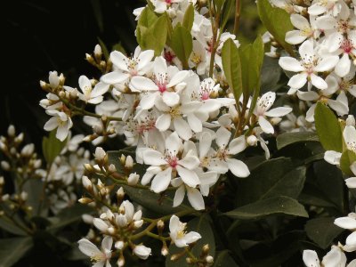 raphiolepis umbellata