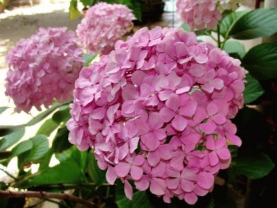 hortensia