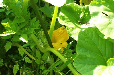 Fleurs de courgette...