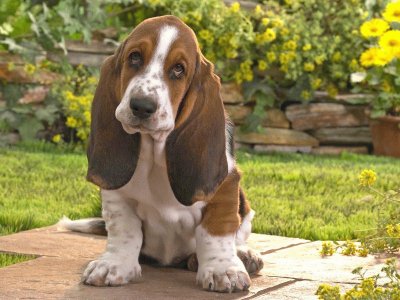 basset