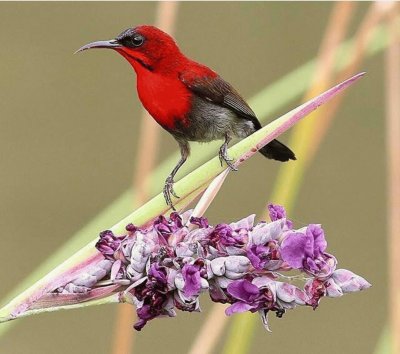 Crimson sunbird