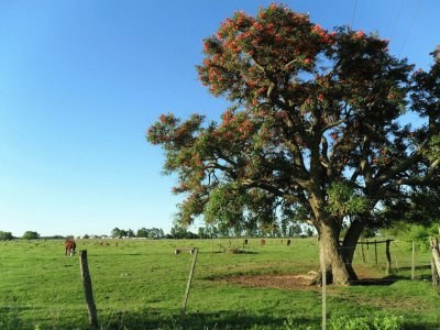 En el campo santafesino. Argentina