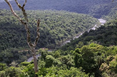 Selva misionera. Argentina