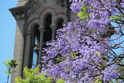 jacarandÃ¡