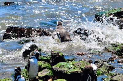 En Punta Tombo. Chubut. Argentina