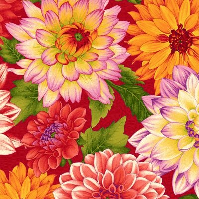 Dahlia Flowers