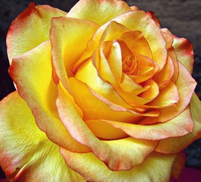 Yellow Gorgeous Rose