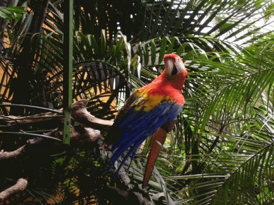 Guacamayo