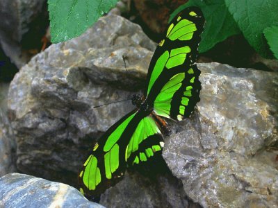 mariposa