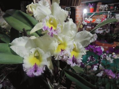 orquidea