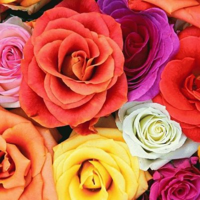 Beautiful Roses