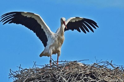 fliegen lernen  / murimoos