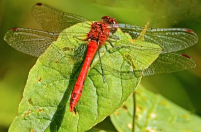 rote libelle