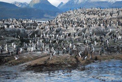 Isla de los PÃ¡jaros. Tierra del Fuego. Argentina