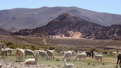 llamas salteÃ±as