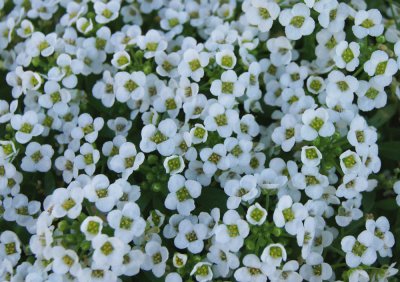 alyssum