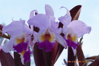 orquideas