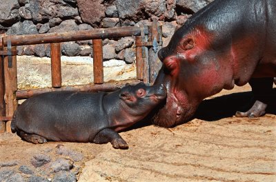 mutter und kind / fuerteventura