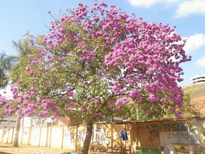 Ipê Rosa