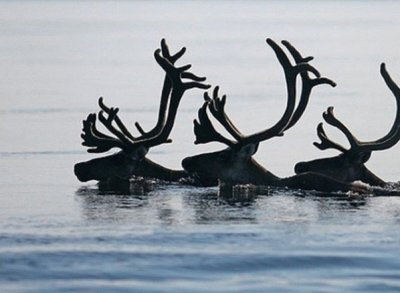 Alces en un lago de Finlandia