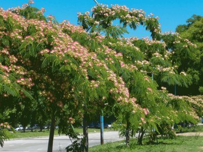 albizia julibrissin