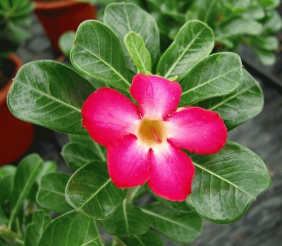 adenium obesum