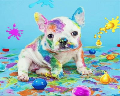 perro de colores