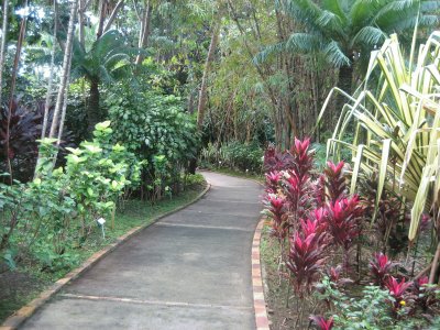 Garden Path - Puerto Rico