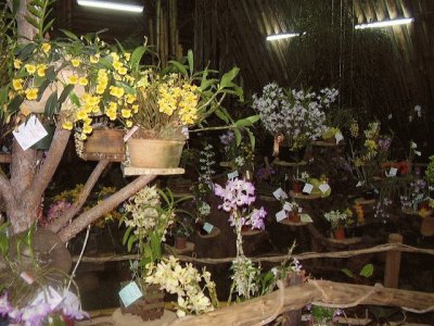 OrquÃ­deas en Montecarlo. Misiones. Argentina