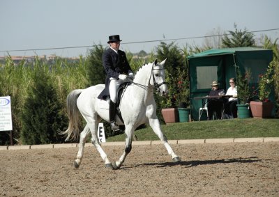 Dressage 1