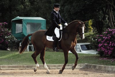 Dressage 2