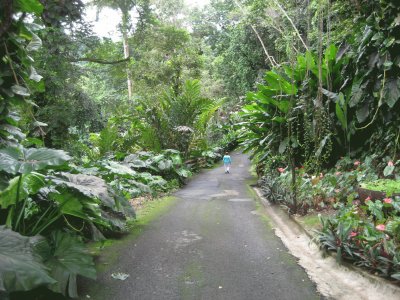 Garden Path - Guadalupe