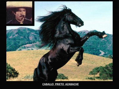 CABALLO PRIETO AZABACHE