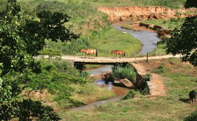 Cavalos na ponte