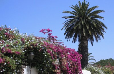 Palmera