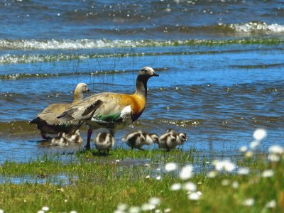 familia CauquÃ©n