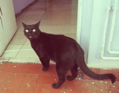 Gato Preto