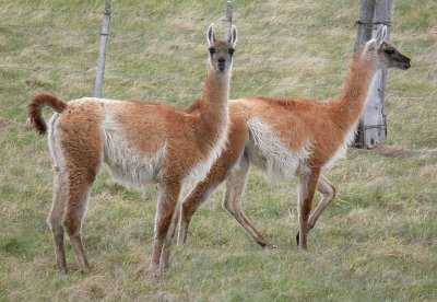 guanacos