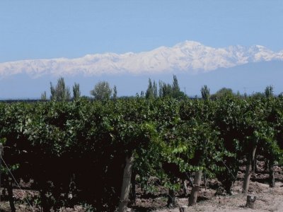 viÃ±edos mendocinos