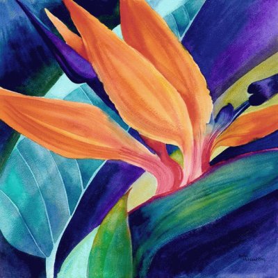 Strelitzia Bloom