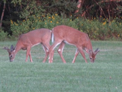 Is the grass greener over your way?