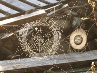 Spider webs in the woodpile