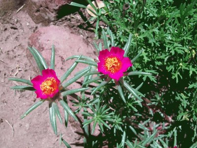 portulacas