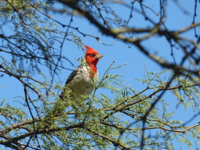 cardenal