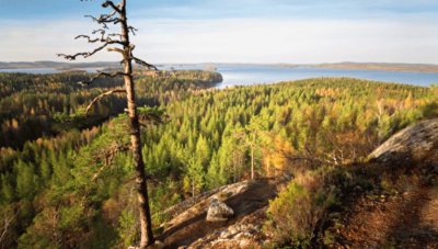 Bosque en Finlandia