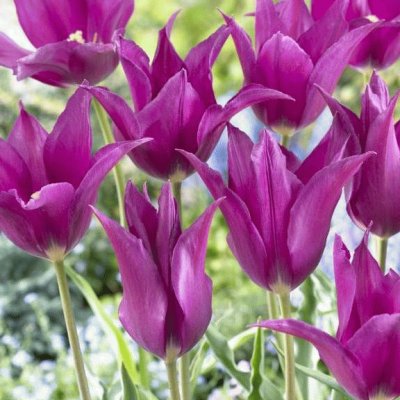 Elegant Purple Tulips