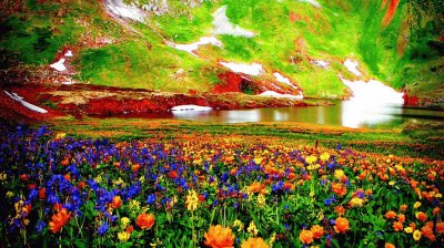 Beautiful Mountain Flowers-Art