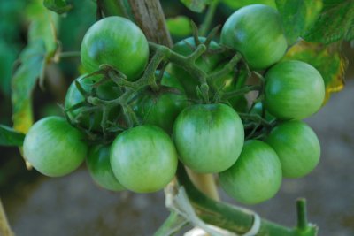 tomates verdes