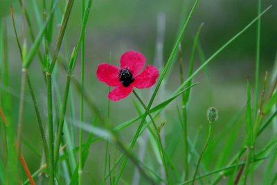 flor