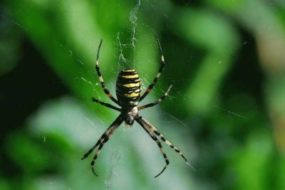 araÃ±a